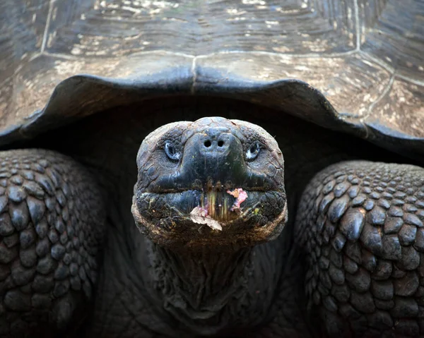 Detailní Hlava Portrétu Divoké Galapágy Želva Chelonoidis Nigra Jídlem Ústech — Stock fotografie