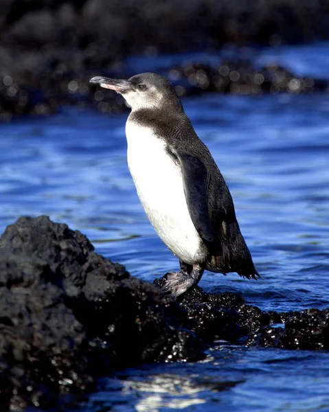 Yellow eyed penguin reserve Stock Photos, Royalty Free Yellow eyed