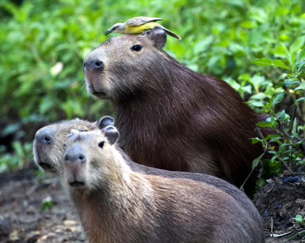 Primo Piano Ritratto Della Famiglia Capybara Hydrochoerus Hydrochaeris Seduta Lungo Immagine Stock