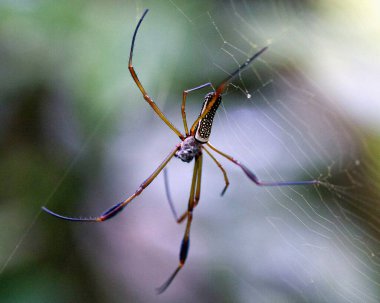 Bolivya 'daki Madidi Ulusal Parkı' ndaki örümcek ağına asılı parlak renkli Altın Küre Weaver 'ın (Nephila edulis) makro görüntüsü.