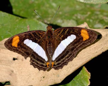 Amazon ormanlarındaki renkli ve egzotik bir kelebeğin Madidi Ulusal Parkı, Rurrenabaque, Bolivya 'daki.