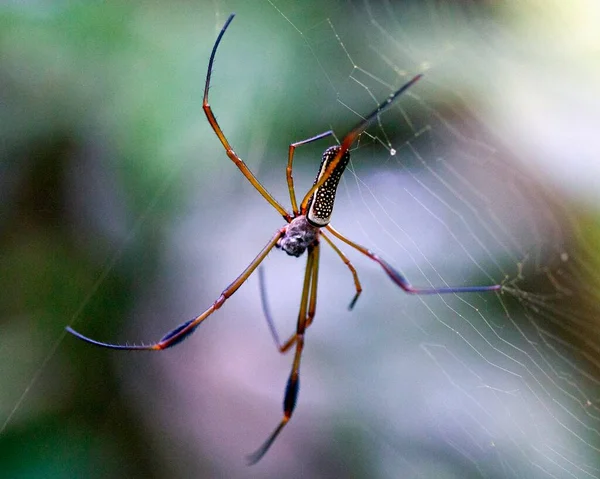 Bolivya 'daki Madidi Ulusal Parkı' ndaki örümcek ağına asılı parlak renkli Altın Küre Weaver 'ın (Nephila edulis) makro görüntüsü.