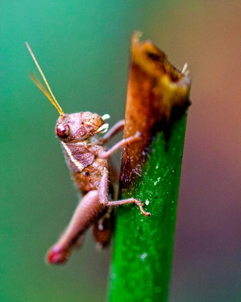 볼리비아의 루레나 바케에 아마존 밀림에 메뚜기의 — 스톡 사진