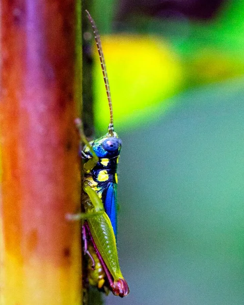 Imagen Macro Saltamontes Colorido Selva Amazónica Dentro Del Parque Nacional —  Fotos de Stock