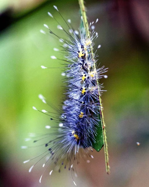 Makroaufnahme Einer Bunten Und Exotischen Raupe Amazonas Dschungel Madidi Nationalpark — Stockfoto