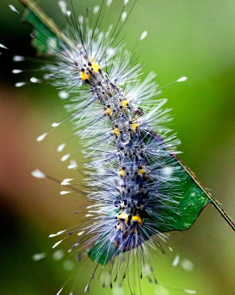 Macro Beeld Van Een Kleurrijke Exotische Rups Amazone Jungle Het — Stockfoto