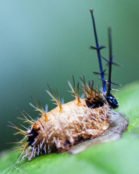 Makró Kép Egy Színes Egzotikus Hernyóról Amazonasi Dzsungelben Madidi Nemzeti — Stock Fotó