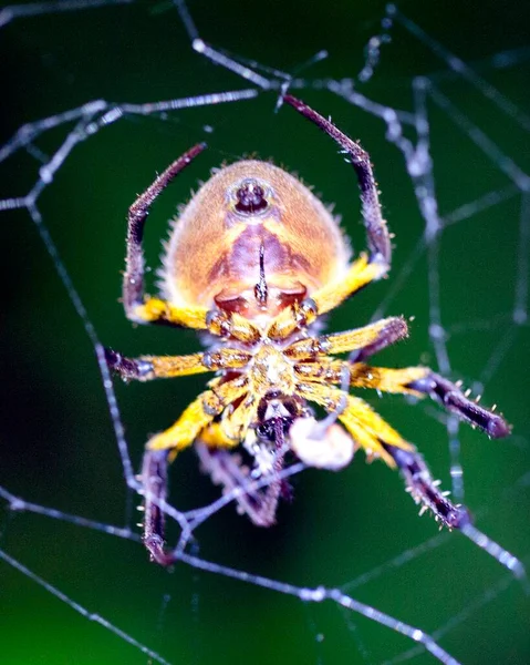 Imagen Macro Una Araña Colores Brillantes Colgando Boca Abajo Noche — Foto de Stock