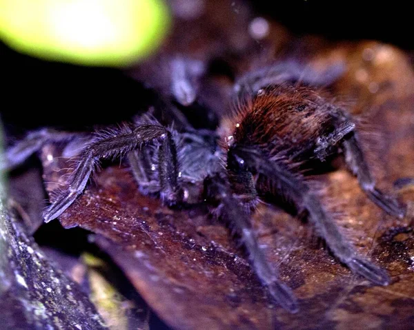 Makroobraz Boliwijskiego Redrumpa Tarantuli Acanthoscurria Chacoana Pełzającego Nocą Wśród Liści — Zdjęcie stockowe