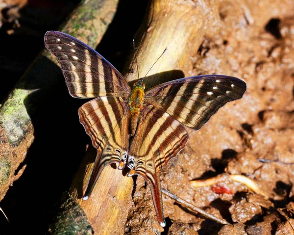 Imagen Macro Una Mariposa Colorida Exótica Selva Amazónica Dentro Del —  Fotos de Stock