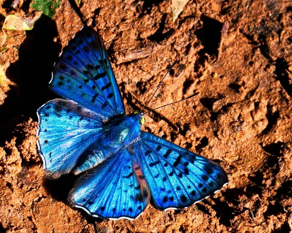 Makro Obraz Barevného Exotického Modrého Bolivijského Safírového Motýla Lasaia Moeros — Stock fotografie