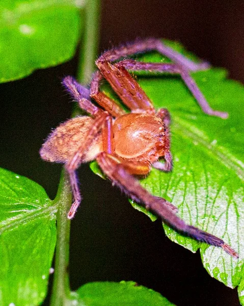 Imagen Macro Una Araña Colores Brillantes Cazando Hojas Por Noche —  Fotos de Stock