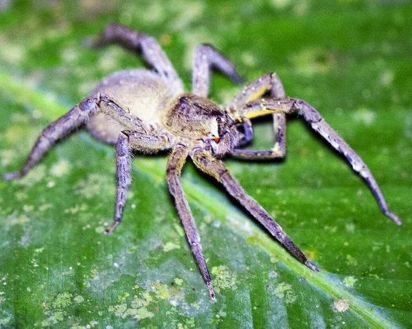 Macro Image Une Araignée Couleur Vive Chassant Sur Feuille Nuit — Photo