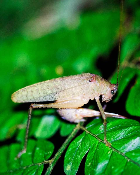 볼리비아의 루레나 바케에 내부의 아마존 밀림에 메뚜기의 매크로 이미지 — 스톡 사진