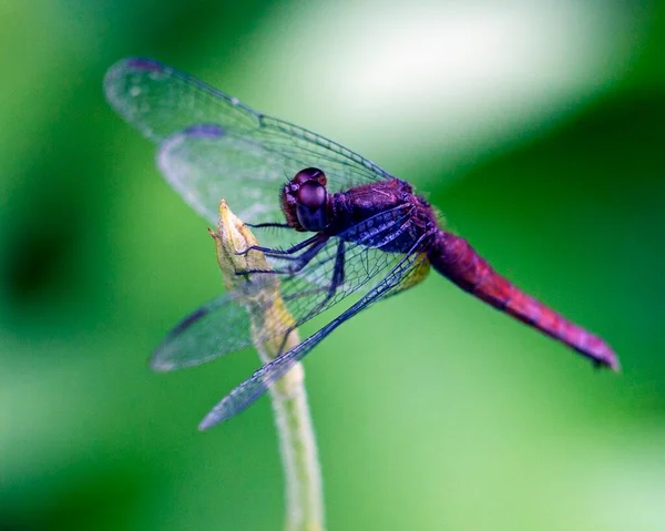 Imagem Macro Uma Libélula Roxa Vermelha Agarrada Filial Selva Amazônica — Fotografia de Stock