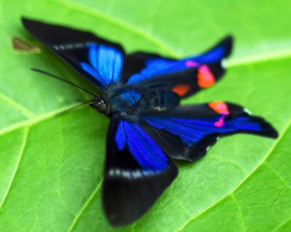 Renkli ve egzotik mavi bir Morpho Kelebeği 'nin (Morpho Peleides Kollar) Madidi Ulusal Parkı' ndaki Amazon ormanında, Bolivya 'daki Rurrenabaque' da yaprağın üzerinde otururken görüntüsü..