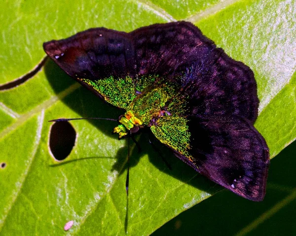 Makroaufnahme Eines Bunten Und Exotischen Fluoreszierenden Grünen Schmetterlings Auf Blatt — Stockfoto