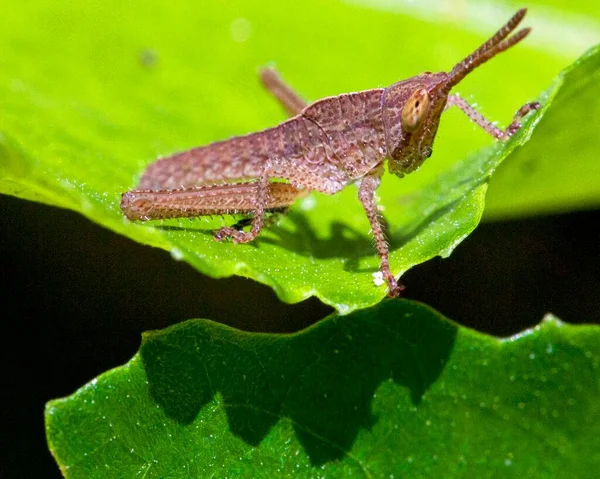 Imagen Macro Saltamontes Selva Amazónica Dentro Del Parque Nacional Madidi —  Fotos de Stock