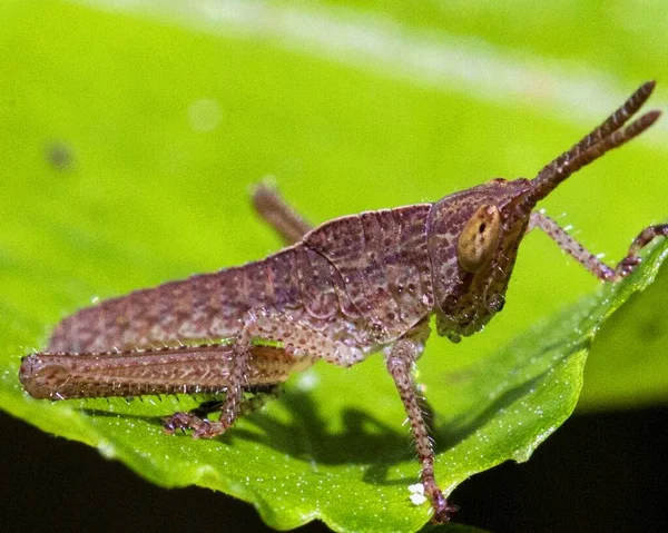 Macro Image Grasshopper Amazon Jungle Madidi National Park Rurrenabaque Bolivia — Stock Photo, Image