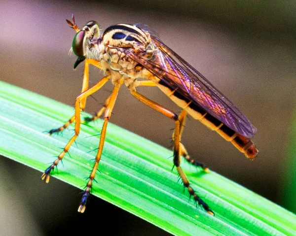 Imagen Macro Colorido Exótico Mosquito Descansando Sobre Una Hoja Hierba —  Fotos de Stock