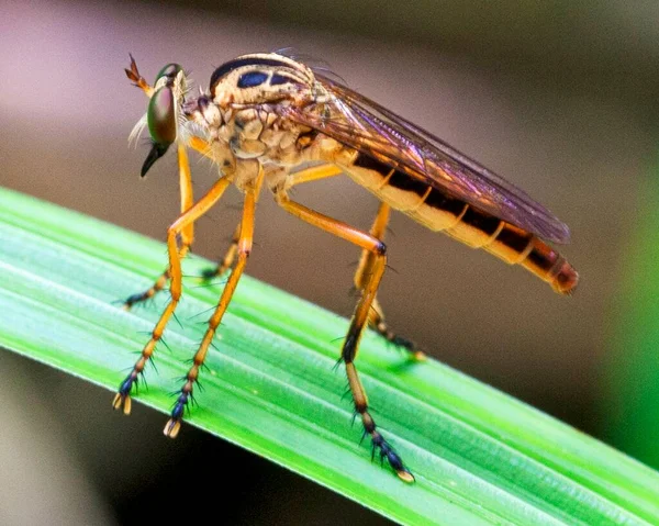 Imagen Macro Colorido Exótico Mosquito Descansando Sobre Una Hoja Hierba —  Fotos de Stock