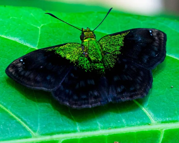 Makro Kép Egy Színes Egzotikus Fluoreszkáló Zöld Pillangó Levél Amazonas — Stock Fotó