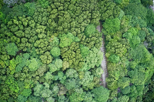 Drone Field View Walkway Green Landscape Showcasing Patterns Nature Mahe — Fotografia de Stock