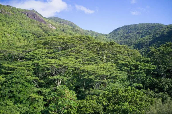 Campo Drones Dosel Árbol Verde Bosque Mahe Seychelles — Foto de Stock