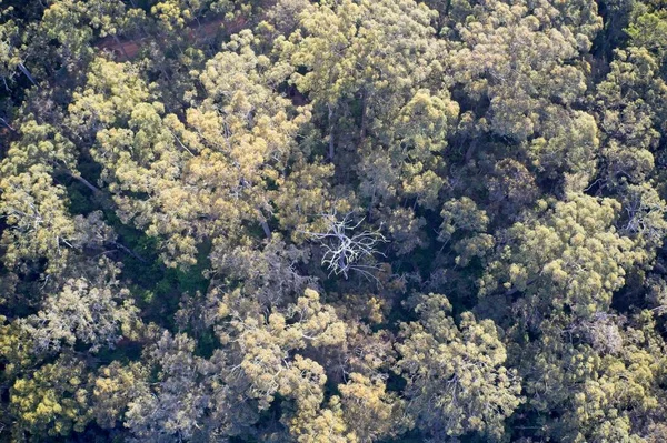 İnsansız hava aracı, batı Avustralya 'nın merkezinde ölü bir ağaçla doğada şekiller oluşturan ormanı yukarıdan görüyor..