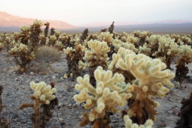 Arkasında çöl dağları olan Cholla Kaktüsü ufku..