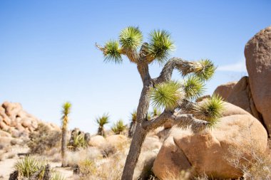 Joshua Tree ve kayalık arazi manzarası, Joshua Tree Ulusal Parkı 'nı oluşturan çöl manzarası..