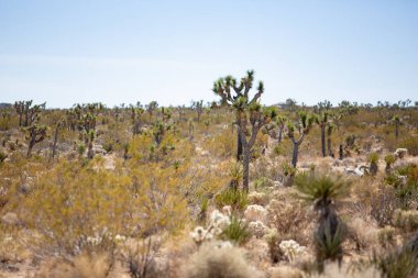 Joshua Tree Ulusal Parkı 'nın içinde dağınık Joshua Trees ile dolu bir çöl manzarası..