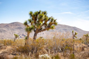 Joshua Tree Ulusal Parkı 'nın içinde dağınık Joshua Trees ile dolu bir çöl manzarası..