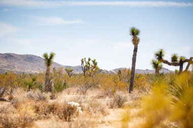 Joshua Tree Ulusal Parkı 'nın içinde dağınık Joshua Trees ile dolu bir çöl manzarası..