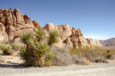 Mojava Yucca bitkilerinin ve kayalık arazinin manzarası, Joshua Tree Ulusal Parkı 'nda görülen elementler..