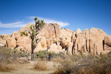Joshua Tree Ulusal Parkı, Kaliforniya 'da kayalık oluşumların önündeki Joshua Tree manzarası..