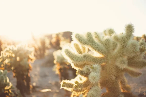 Una Vista Del Jardín Cactus Cholla Envuelto Resplandor Del Atardecer — Foto de Stock