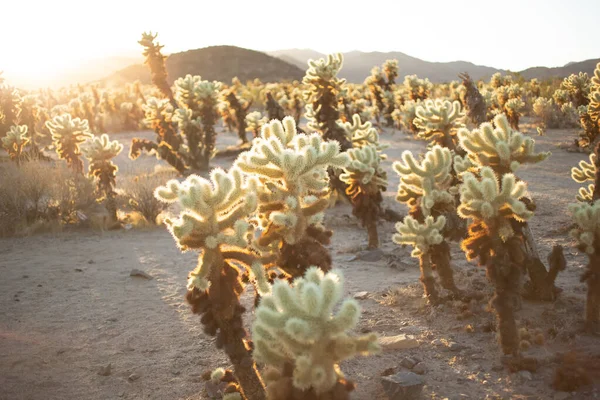 Una Vista Rústica Del Jardín Cactus Cholla Durante Atardecer — Foto de Stock