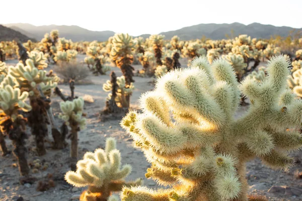 Θέα Στον Κήπο Του Cholla Cactus Σούρουπο Βουνά Στο Βάθος — Φωτογραφία Αρχείου