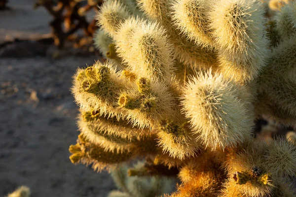Una Vista Cactus Colina Durante Atardecer Tarde — Foto de Stock