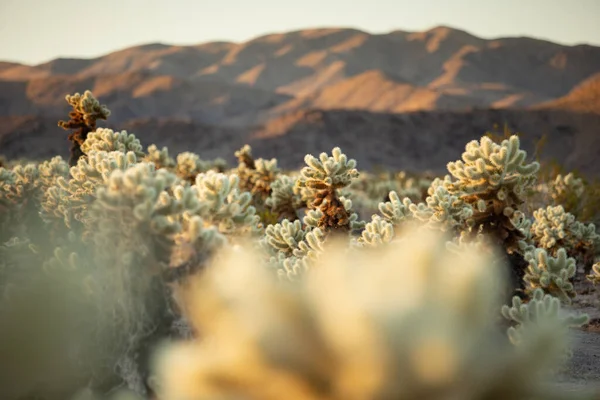 Μια Άποψη Του Ορίζοντα Της Cholla Cactus Βουνά Της Ερήμου — Φωτογραφία Αρχείου