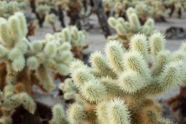 Una Vista Del Jardín Cactus Cholla Atardecer Con Montañas Fondo — Foto de Stock