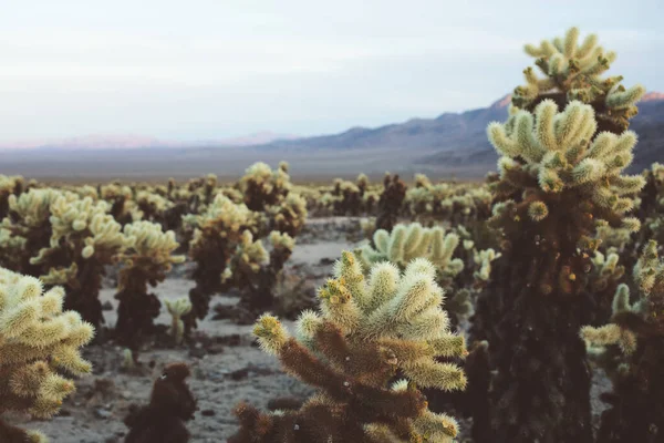 黄昏时分的Cholla Cactus花园景观 背景为群山 — 图库照片