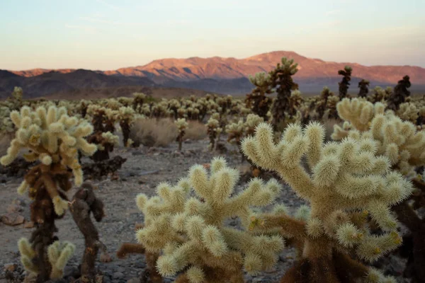 Θέα Στον Κήπο Του Cholla Cactus Σούρουπο Βουνά Στο Βάθος — Φωτογραφία Αρχείου