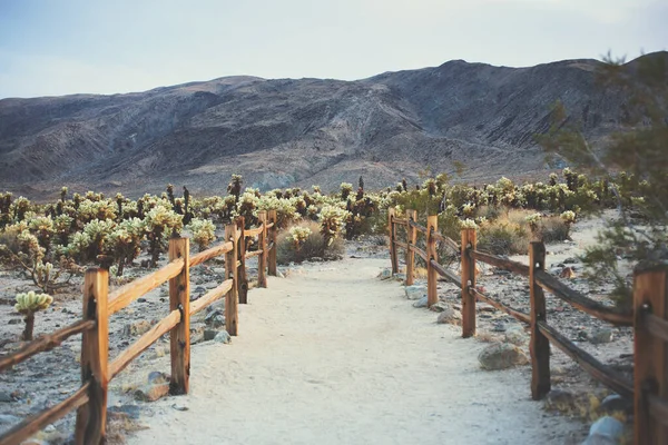 Una Vista Una Ruta Senderismo Que Conduce Jardín Cactus Cholla — Foto de Stock