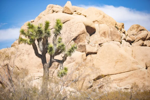 Blick Auf Einen Josua Baum Und Felsiges Gelände Die Wüstenlandschaft — Stockfoto