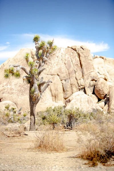 Uma Vista Uma Árvore Joshua Terreno Rochoso Paisagem Deserto Que — Fotografia de Stock
