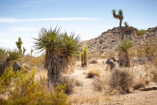 View Scattered Mojave Yucca Joshua Tree Plants Seen Desert Landscape — стоковое фото