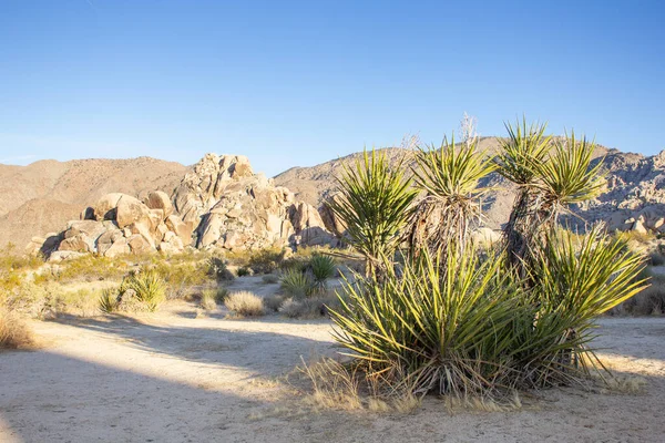 Una Vista Racimo Plantas Mojave Yucca Creciendo Terreno Rocoso Del — Foto de Stock