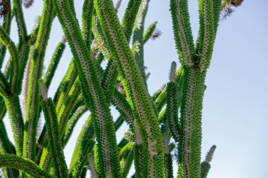 Madagaskar Ocotillo bitkisinin manzarası.